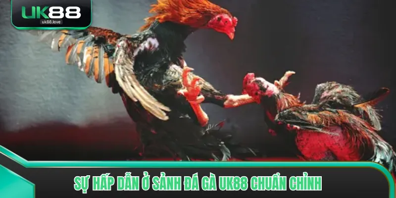 Sự hấp dẫn ở sảnh đá gà UK88 chuẩn chỉnh
